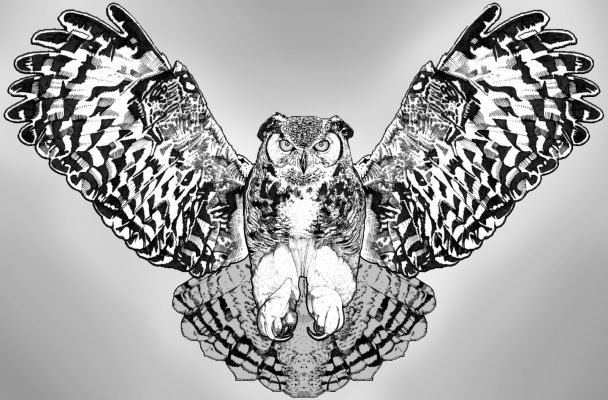 Night Owl by Julian Jung Art Drawings